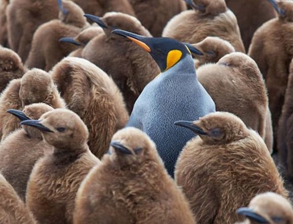 King penguin standing among chicks