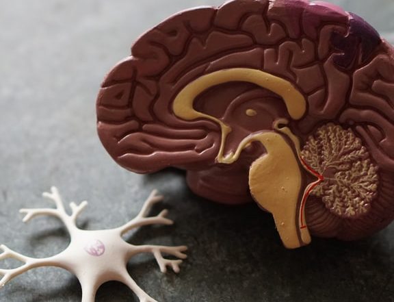 Model of the right side of the brain